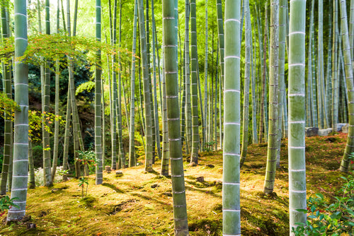 Bosque de bambú